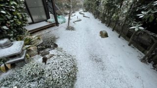 庭の雪